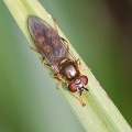 Platycheirus clypeatus group, hoverfly, female, Alan Prowse
